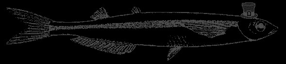 Don't Fear the Grunion!